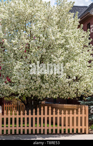 Off white wooden picket fence; Cherry Tree in full springtime bloom; Salida; Colorado; USA Stock Photo