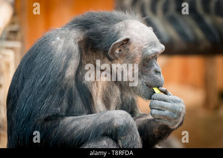 Chimpanzee at Antwerp zoo Stock Photo