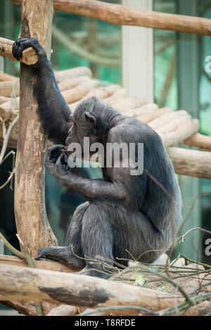 Chimpanzee at Antwerp zoo Stock Photo