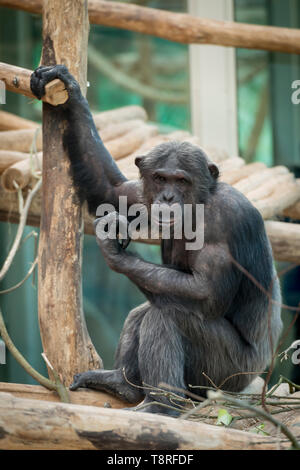 Chimpanzee at Antwerp zoo Stock Photo