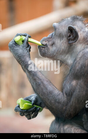 Chimpanzee at Antwerp zoo Stock Photo