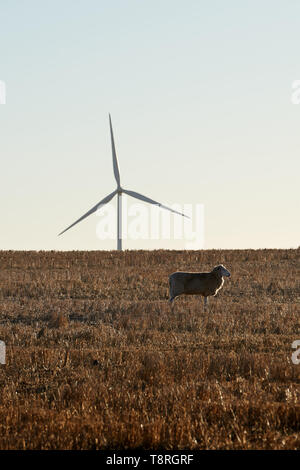 A single sheep grazing on an drought affected Australian farm in front of a wind farm turbine producing renewable energy. Stock Photo