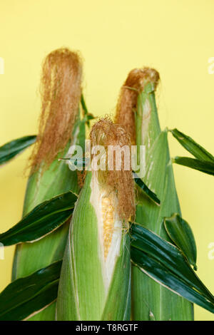 Three freshly picker organic corn cobs against a yellow background. Stock Photo