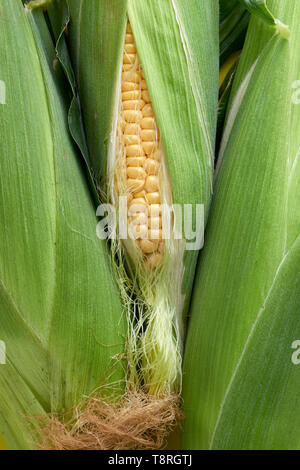 Three organic corn cobs with yellow kernels shot in a studio. Stock Photo