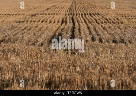 Patterns in a freshly cut wheat field harvest leaving sharp straw stems in an Australian outback farm. Stock Photo