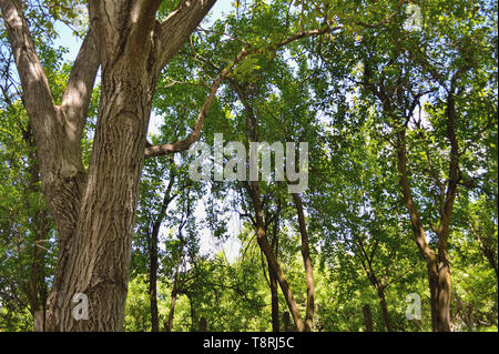 Old orchard in spring, walnut tree, plum trees Stock Photo
