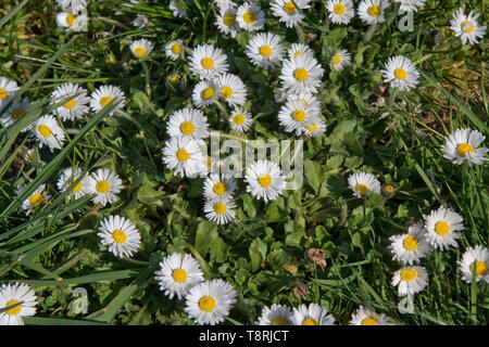 Flowering daisy (Bellis perennis) in a garden lawn, white daisy flowers with white ray and yellow disk florets, April Stock Photo