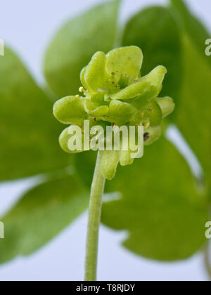 Moschatel or five-faced bishop (Adoxa moschatellina) single flower of very small woodland plant, Berkshire, April Stock Photo