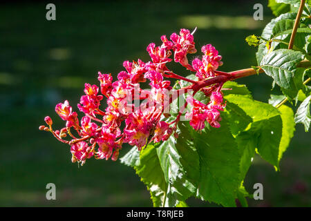 Aesculus x carnea 'Briotii' The Red Flowering Horse Chestnut Tree Flowers. Stock Photo