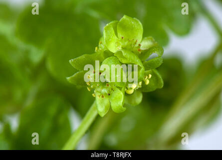 Moschatel or five-faced bishop (Adoxa moschatellina) single flower of very small woodland plant, Berkshire, April Stock Photo
