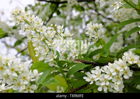 Bird cherry branch (Prunus padus) with white flowers. Prunus, hackberry, hagberry, or Mayday tree blooms in the forest in spring. Stock Photo