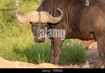 African Buffalo looking angry / hangry / hungry. Photographed at Kruger National Park in South Africa. Stock Photo
