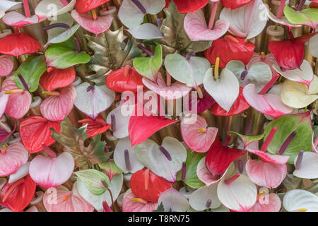 Red anthurium flowes ( tailflower, flamingo flower, laceleaf ) as a natural background Stock Photo