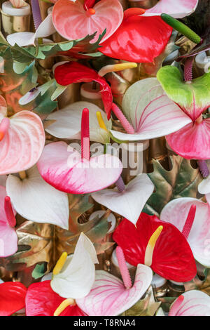 Red anthurium flowes ( tailflower, flamingo flower, laceleaf ) as a natural background Stock Photo