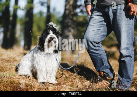 Active man have fun outdoor with Tibetan terrier dog in forest, selective focus Stock Photo