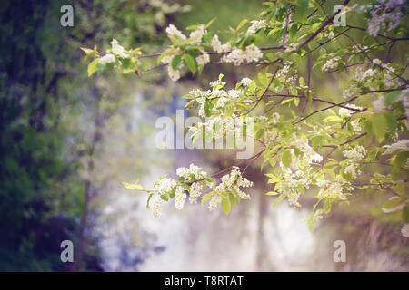 Delicate white pure blossoming bird cherry flowers on the branches on the background of the landscape of the current river on a spring Sunny day. Stock Photo