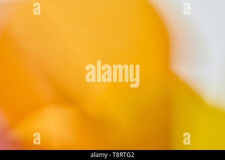 Beautiful fusion of bright colors and light leak Stock Photo