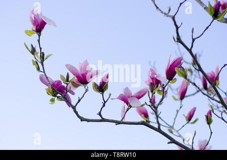 Magnolia tree blooming in spring with blue sky in the background Stock Photo