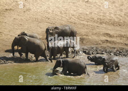 Elephant herd playing at waterhole Stock Photo