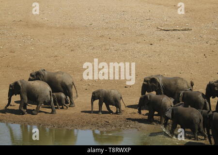 Elephant herd playing at waterhole Stock Photo