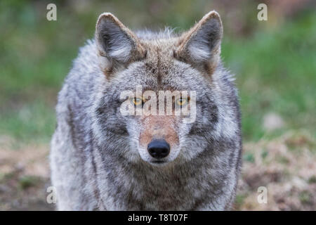 Coyote portrait in spring Stock Photo