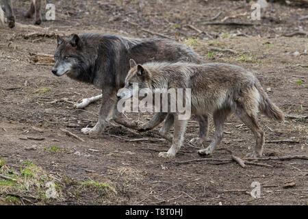 grey wolves in spring Stock Photo