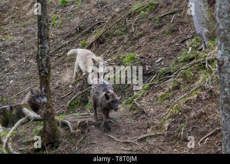 grey wolves in spring Stock Photo