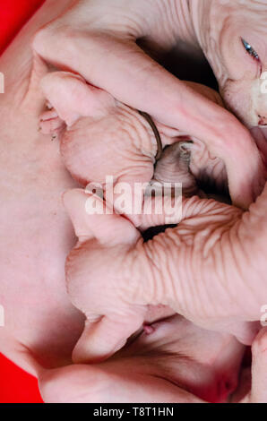 Sphynx newborn hot sale kittens