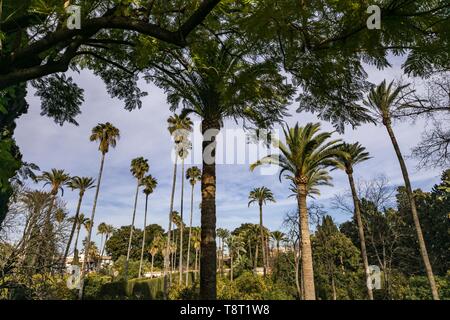 looking up through the palm trees, Seville Spain Stock Photo