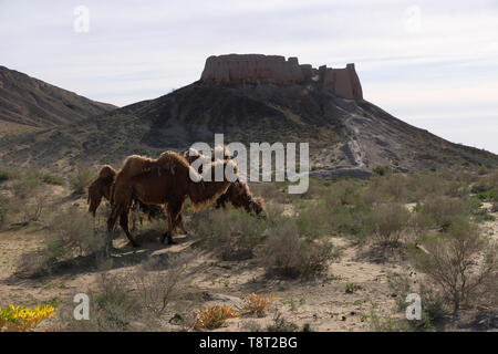 Bactrian camels grazing in the Kyzylkum Desert  near the ancient Khorezm fortress constructed by the Kushan Empire during the 5th-4th centuries BC in Ayaz-Kala archaeological site located on the eastern side of the Sultanuizdag mountain ridge in the Elikkalin district of the autonomous Republic of Karakalpakstan within Uzbekistan Stock Photo