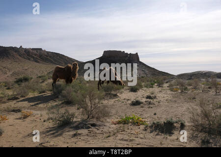 Bactrian camels grazing in the Kyzylkum Desert  near the ancient Khorezm fortress constructed by the Kushan Empire during the 5th-4th centuries BC in Ayaz-Kala archaeological site located on the eastern side of the Sultanuizdag mountain ridge in the Elikkalin district of the autonomous Republic of Karakalpakstan within Uzbekistan Stock Photo