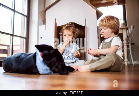 Two toddler children with a dog and carboard house playing indoors at home. Stock Photo