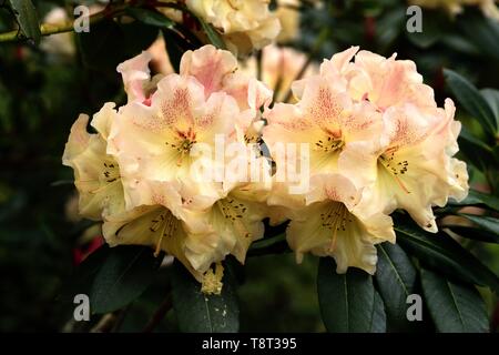 The blooms of Rhododendron Wind River. Stock Photo