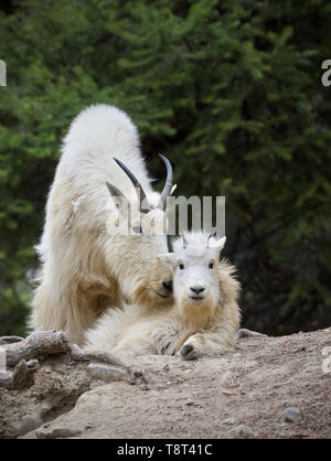 Mountain Goats - Mom and baby goats together Stock Photo