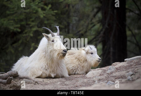 Mountain Goats - Mom and baby goats together Stock Photo