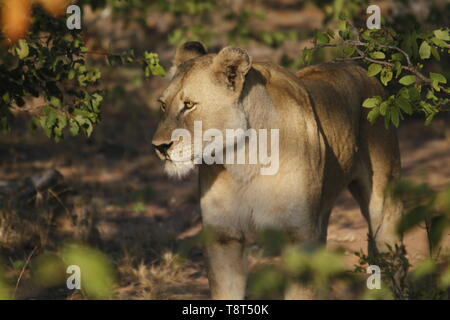 Lioness in the bush Stock Photo