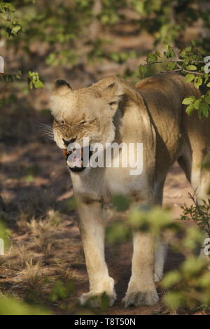 Lioness snarling Stock Photo