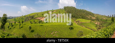 Horizontal panoramic view of tea plantations in Munnar, India. Stock Photo