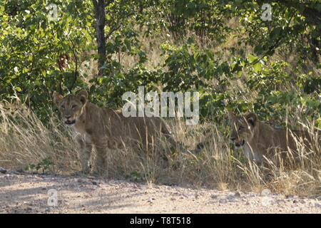 Lion cubs coming out of the bush Stock Photo