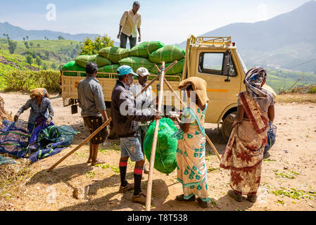 Horizontal view of tea plantation workers in Munnar, India. Stock Photo