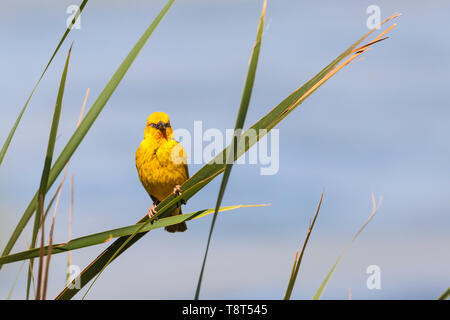 Cape Weaver (Ploceus capensis) male in yellow breeding plumage perched on a reed at a dam, Western Cape, South Africa in spring, evening light Stock Photo