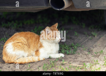 Beautiful orange tabby cat sleeping on ground under car on summer day. Danger of being hit by car at start. Stock Photo