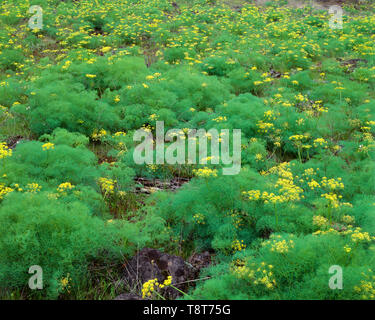 USA, Washington, Columbia River Gorge National Scenic Area, Spring bloom of pungent desert parsley; near Major Creek. Stock Photo
