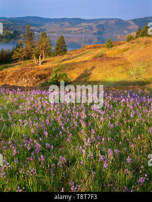 USA, Washington, Columbia River Gorge National Scenic Area, Common camas blooms in Catherine Creek area with the Columbia River in the distance. Stock Photo