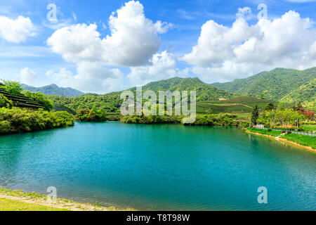 Green tea plantation natural landscape Stock Photo