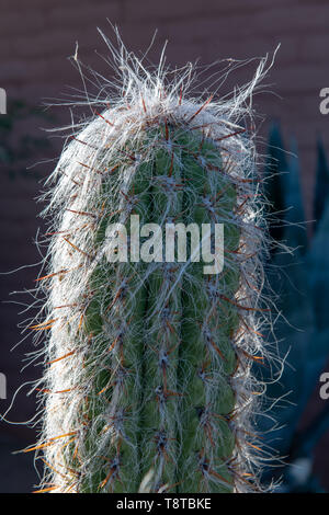 Old Man cactus (Cephalocereus senilis) in Tucson, Arizona, USA Stock Photo