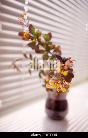 Yellow small flowers of barberry in a small vase on a sunny windowsill Stock Photo