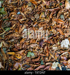 Colourful Autumn Leaves Lying on the Ground Stock Photo