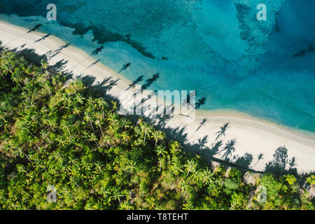 Top down view of tropical landscape with palm trees silhouettes Stock Photo