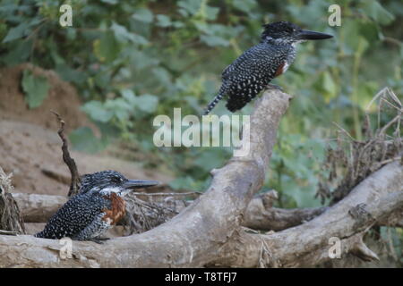 Pair of giant kingfishers, Kruger National Park Stock Photo